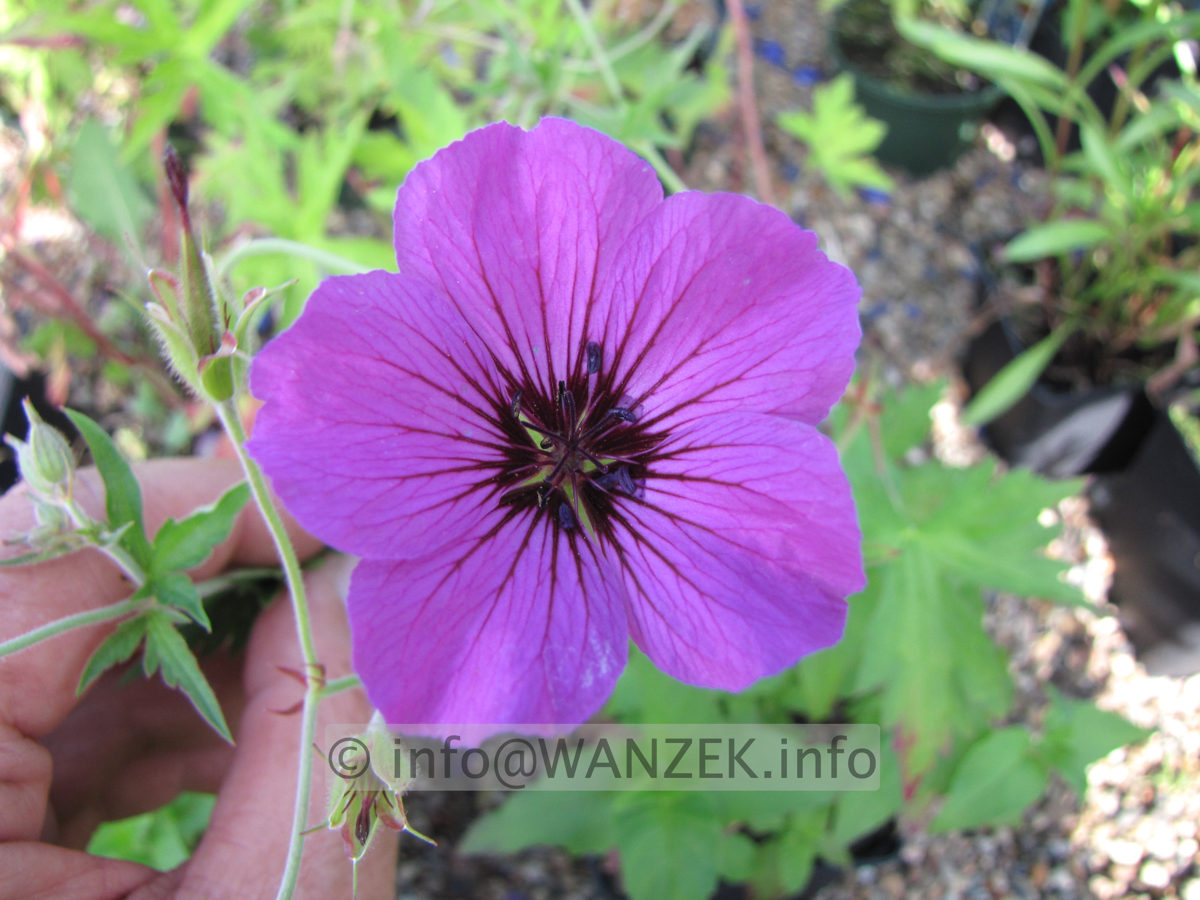 Geranium psilostemon Patricia 1.JPG